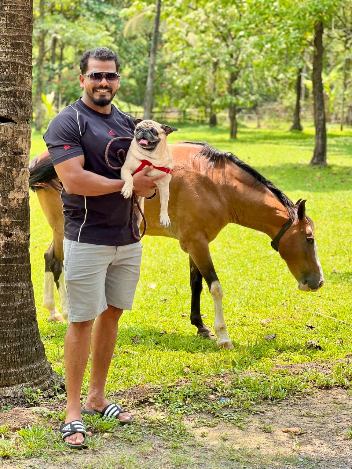 Guest with a pug and horse